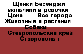 Щенки Басенджи ,мальчики и девочки › Цена ­ 1 - Все города Животные и растения » Собаки   . Ставропольский край,Ставрополь г.